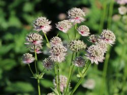 Gro�e Sterndolde - Astrantia major