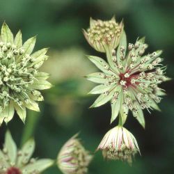 Große Sterndolde, Astrantia major, Topfballen Große Sterndolde, Astrantia major, Topfballen