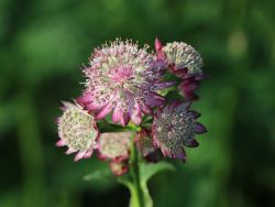 Große Sterndolde `Rubra`, Astrantia major `Rubra`, Topfballen