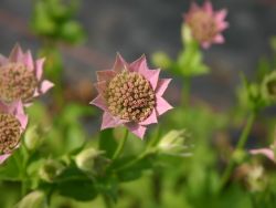 Kaukasus-Sterndolde, Astrantia maxima, Topfballen Kaukasus-Sterndolde, Astrantia maxima, Topfballen