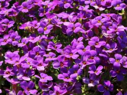 Blaukissen - Aubrieta x cultorun 'Blaumeise'