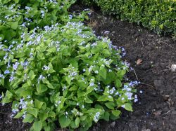 Kaukasusvergi�meinnicht - Brunnera macrophylla