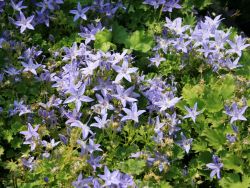 Stern-Polster-Glockenblume, Campanula garganica, Topfballen