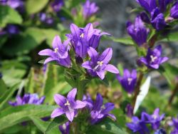 Garten Kn�uel Glockenblume - Campanula glomerata 'Acaulis'