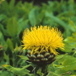 Baumschule Horstmann: Gelbe Riesen-Flockenblume, Centaurea macrocephala, Topfballen