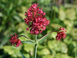 Garten Spornblume - Centranthus ruber 'Coccineus'