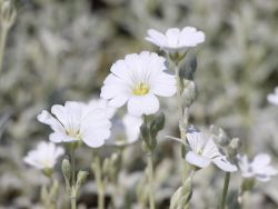 Zwerg-Hornkraut, Cerastium tomentosum, Topfballen Zwerg-Hornkraut, Cerastium tomentosum, Topfballen