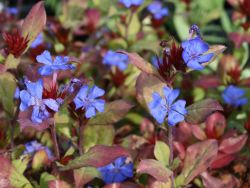 Chinesischer Bleiwurz, Ceratostigma plumbaginoides, Topfballen