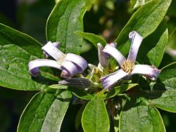 Clematis 'Crepuscule' - Clematis bonstedtii 'Crepuscule'