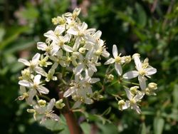Clematis recta, 40-60 cm, Clematis recta, Containerware Clematis recta, 40-60 cm, Clematis recta, Containerware