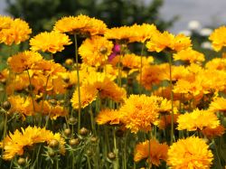 Gro�blumiges Garten M�dchenauge - Coreopsis grandiflora 'Sunray'
