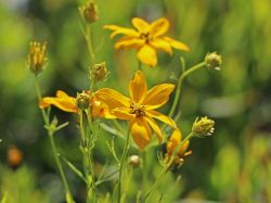 Netzblatt- Schönauge, Coreopsis verticillata, Topfballen Netzblatt- Schönauge, Coreopsis verticillata, Topfballen