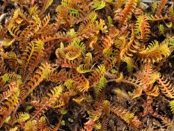 Braunes Fiederpolster / Laugenblume - Cotula squalida