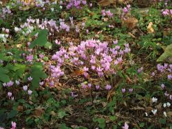 Herbst-Alpenveilchen / Freiland-Alpenveilchen, Cyclamen hederifolium, Topfballen Herbst-Alpenveilchen / Freiland-Alpenveilchen, Cyclamen hederifolium, Topfballen