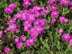 Stauden-Mittagsblume, Delosperma cooperi, Topfballen Stauden-Mittagsblume, Delosperma cooperi, Topfballen