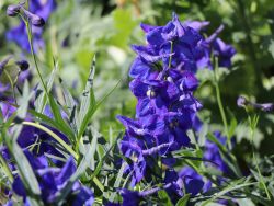 Verzweigter Garten-Rittersporn 'Atlantis' - Delphinium x belladonna 'Atlantis'