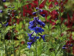 Delphinium Belladonna Flower