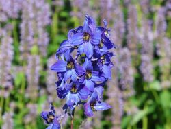 Hoher Garten Rittersporn - Delphinium elatum 'Finsteraarhorn'