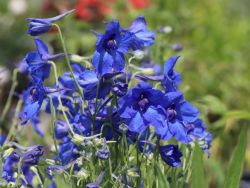 Zwerg-Rittersporn `Blauer Zwerg`, Delphinium grandiflorum `Blauer Zwerg`