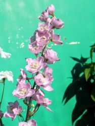 Pacific Garten Rittersporn - Delphinium Pacific Hybride 'Astolat'