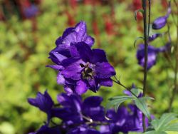 Pacific-Garten-Rittersporn 'Black Knight' - Delphinium Pacific Hybride 'Black Knight'