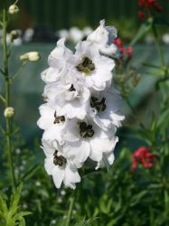 Pacific Garten Rittersporn - Delphinium Pacific Hybride 'Galahad'