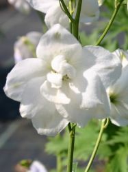 Pacific-Garten-Rittersporn `Galahad`, Delphinium Pacific-Hybr. `Galahad`