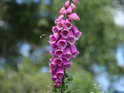 Heimischer Fingerhut - Digitalis purpurea