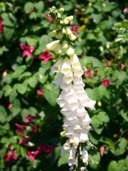 Baumschule Horstmann: Weißblühender Fingerhut, Digitalis purpurea Alba, Topfballen