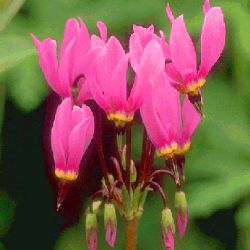 G�tterblume, Dodecatheon meadia, Topfballen