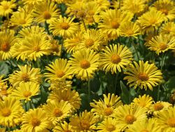 Garten Gemswurz - Doronicum orientale 'Little Leo'