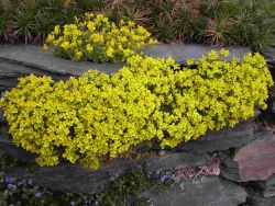 Olymp Felsenbl�mchen - Draba bruniifolia