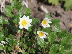 S�ndermann Silberwurz - Dryas x suendermannii