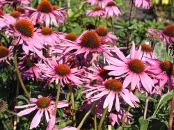 Purpurroter Scheinsonnenhut - Echinacea purpurea