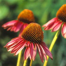 Baumschule Horstmann: Purpurroter Scheinsonnenhut, Echinacea purpurea, Topfballen