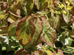Frohnleiten Elfenblume - Epimedium x perralchicum 'Frohnleiten'