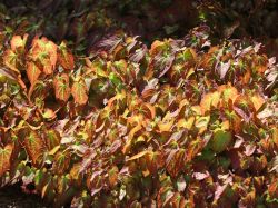 Rote Elfenblume - Epimedium x rubrum