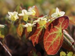 Schwefelfarbige Elfenblume - Epimedium x versicolor 'Sulphureum'