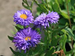 Garten Feinstrahl - Erigeron x hybridus 'Azurfee'