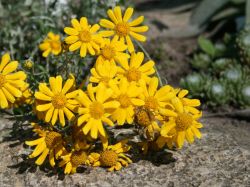 W�sten Goldaster - Eriophyllum lanatum