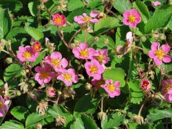 Zier-Erdbeere `Pink Panda` ®, Fragaria x ananassa `Pink Panda` ® Zier-Erdbeere `Pink Panda` ®, Fragaria x ananassa `Pink Panda` ®