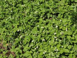Wald-Erdbeere - Fragaria vesca var.vesca
