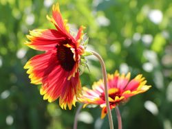 Gro�blumige Garten Kokardenblume - Gaillardia x grandiflora 'Fackelschein'