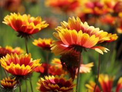 Gro�blumige Garten Kokardenblume - Gaillardia x grandiflora 'Kobold'