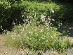 Prachtkerze - Gaura lindheimeri