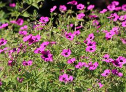 Grauer Storchschnabel - Geranium cinereum subcaulescens 'Purpureum'