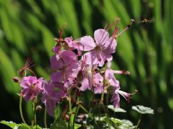 Dalmatinischer Storchschnabel - Geranium dalmaticum