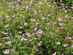 Pyren�en Storchschnabel - Geranium endressii