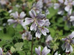 Kaukasus-Storchschnabel - Geranium renardii