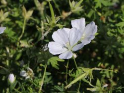 Schnee-Storchschnabel - Geranium sanguineum 'Album'